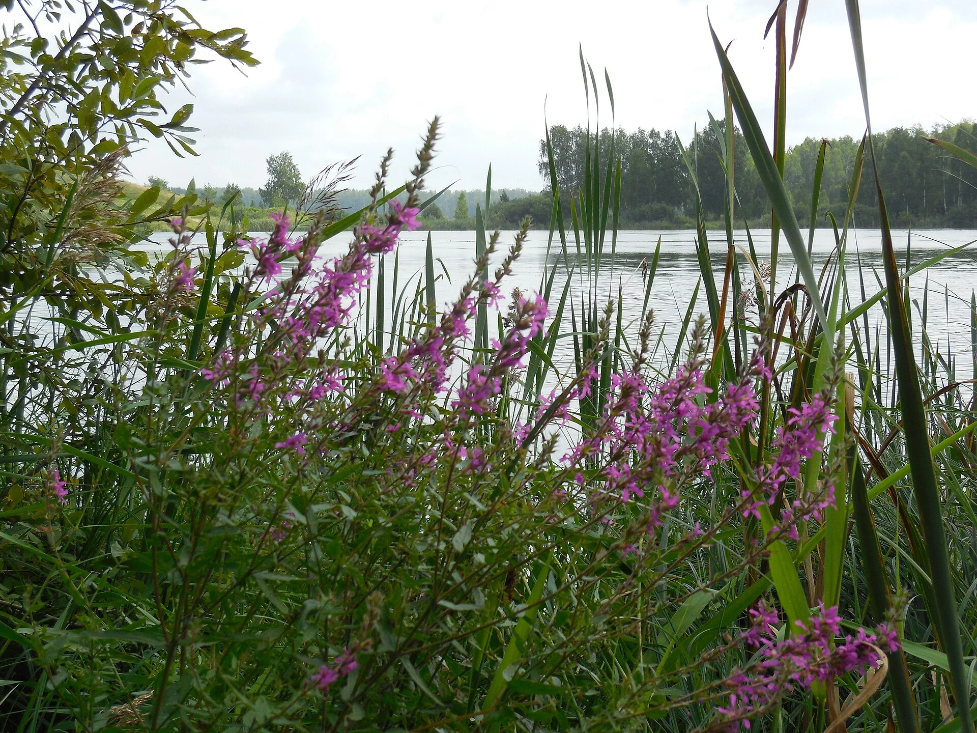 Lake Silach