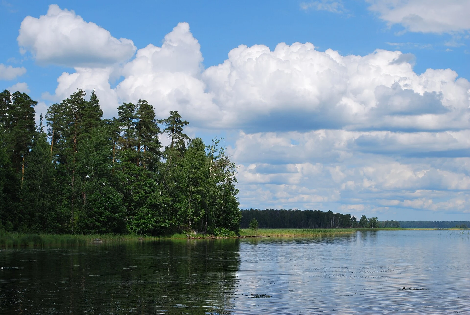 Noth-West bank of the Lake Glubokoe (Leningrad Region)