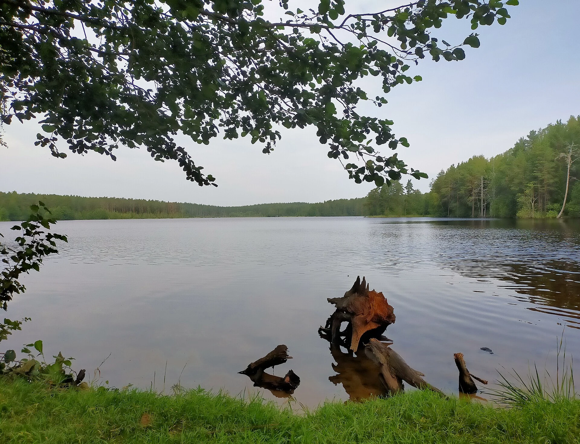 Schuchye Lake, Komarovo, July 2025.