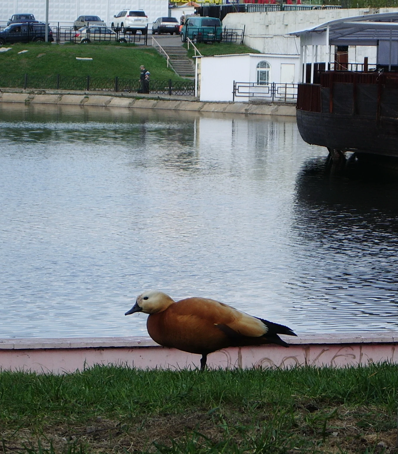 Ruddy Shelduck at the Ambulatorny pond in Moscow