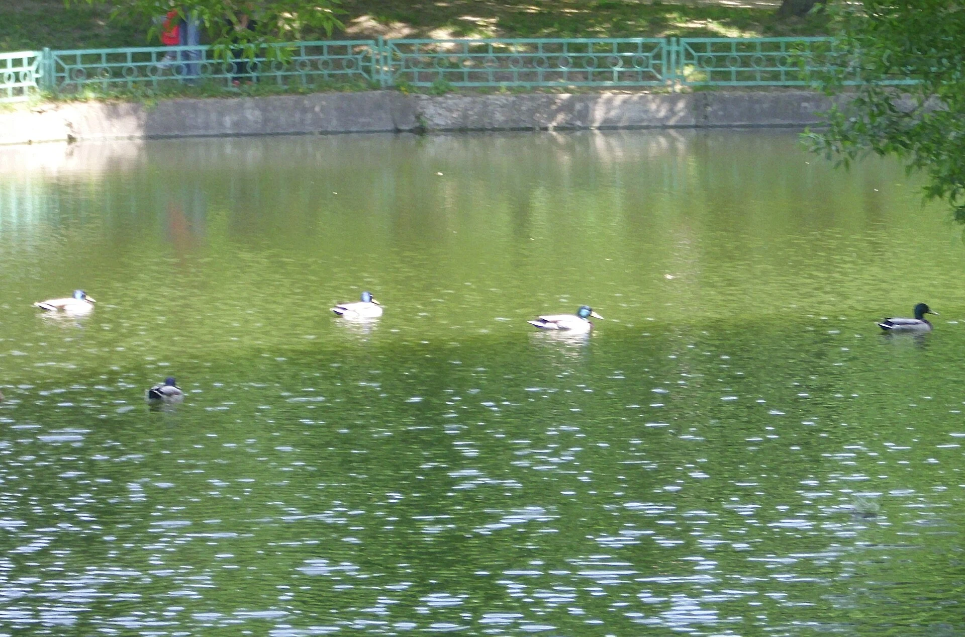 Кряквы