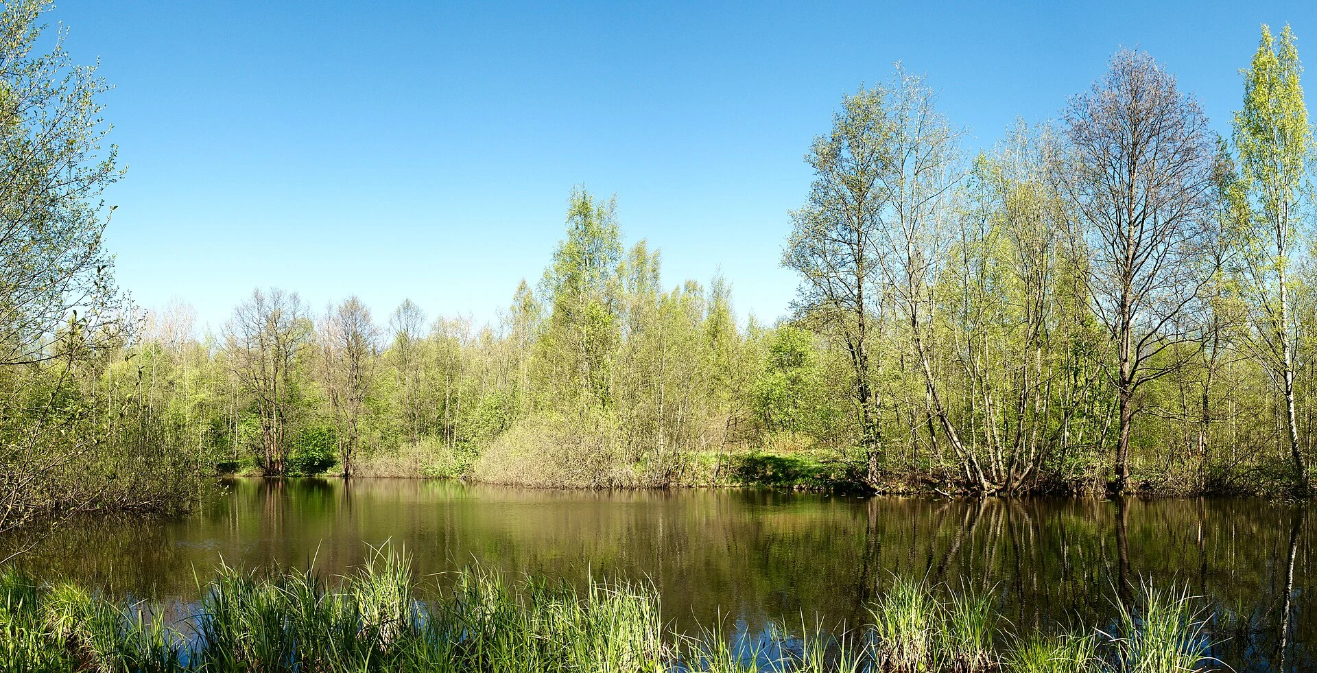 Panoramic of Petrovsky Pond natural reserve territory