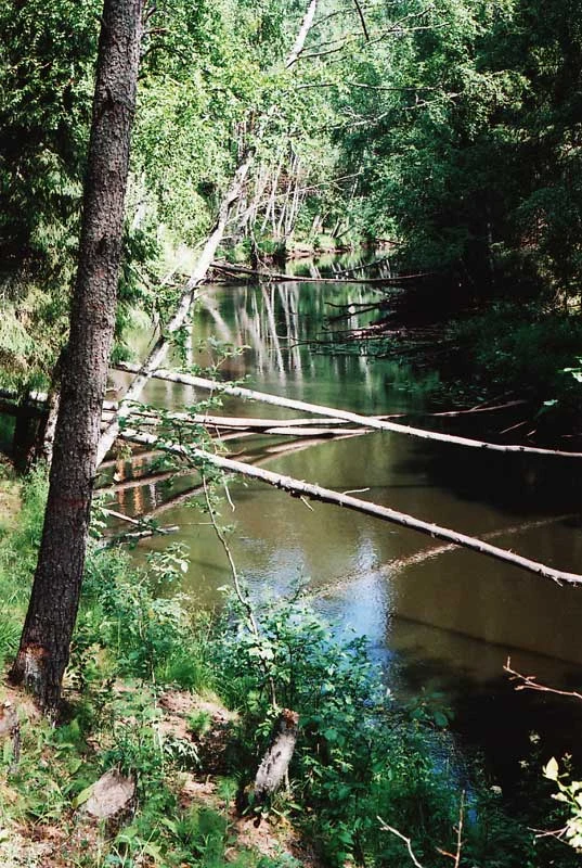 lower portions of Volchya River (Vuoksi tributary), 2006